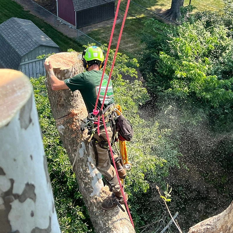 Climbing Arborist
