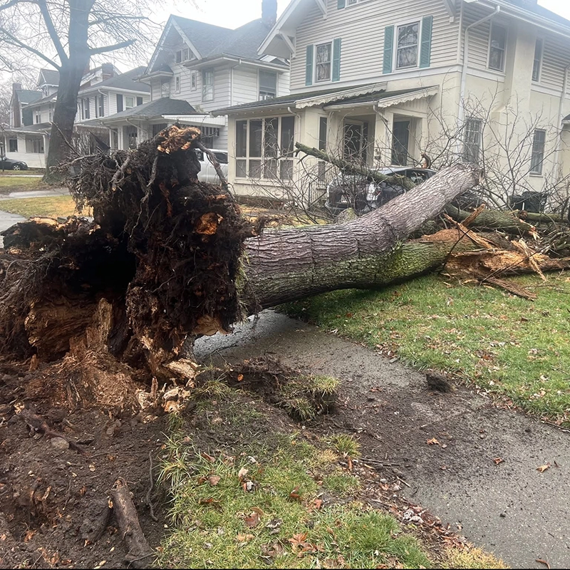 Emergency Tree Service