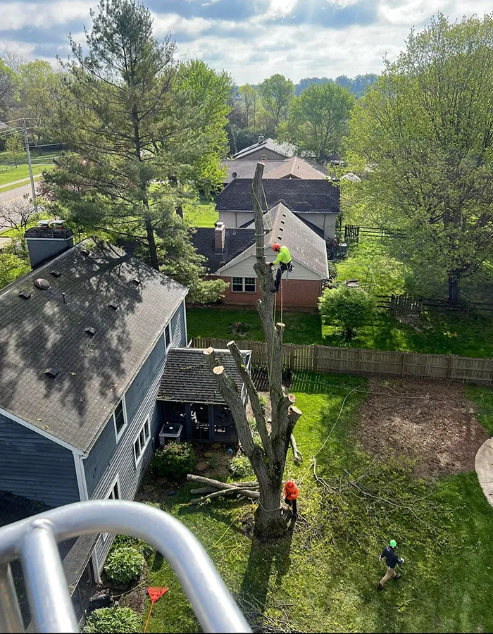 Kinder Care Tree Services Centervile OH