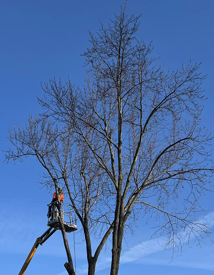 Tree Pruning Centerville OH