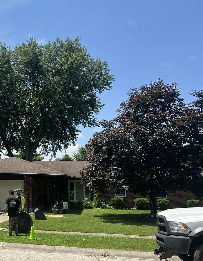 Tree Pruning Service