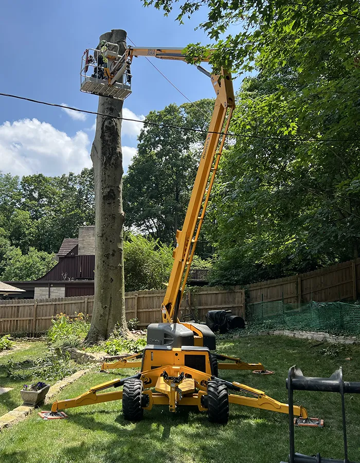 Tree Removal Services