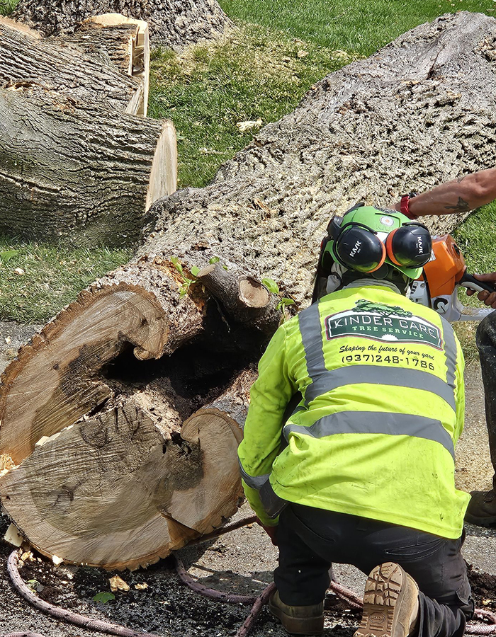 Tree Service In Centerville OH