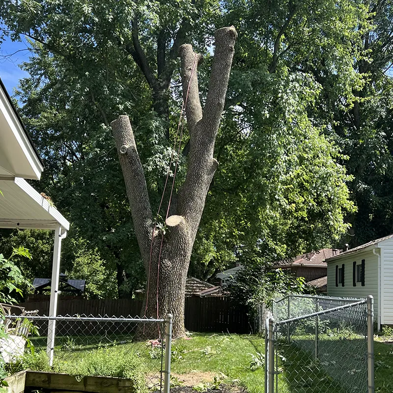 Tree Services In Centerville OH