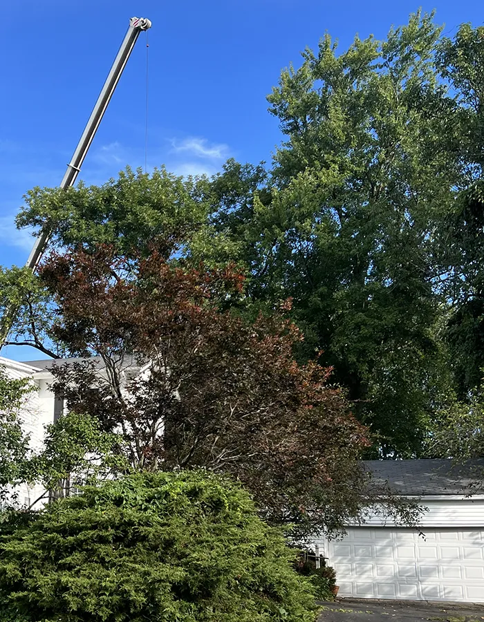 Tree Trimming Centerville