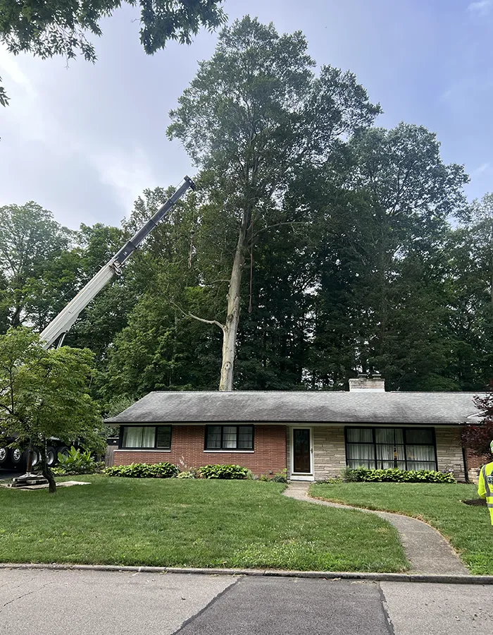 Tree Trimming Service